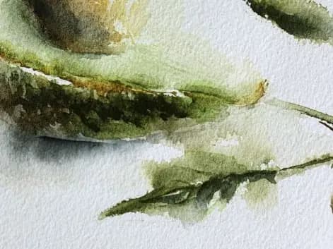 Detail 2 of Avocado