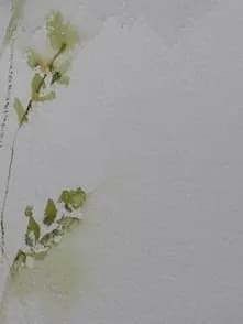Detail 2 of White Fresias