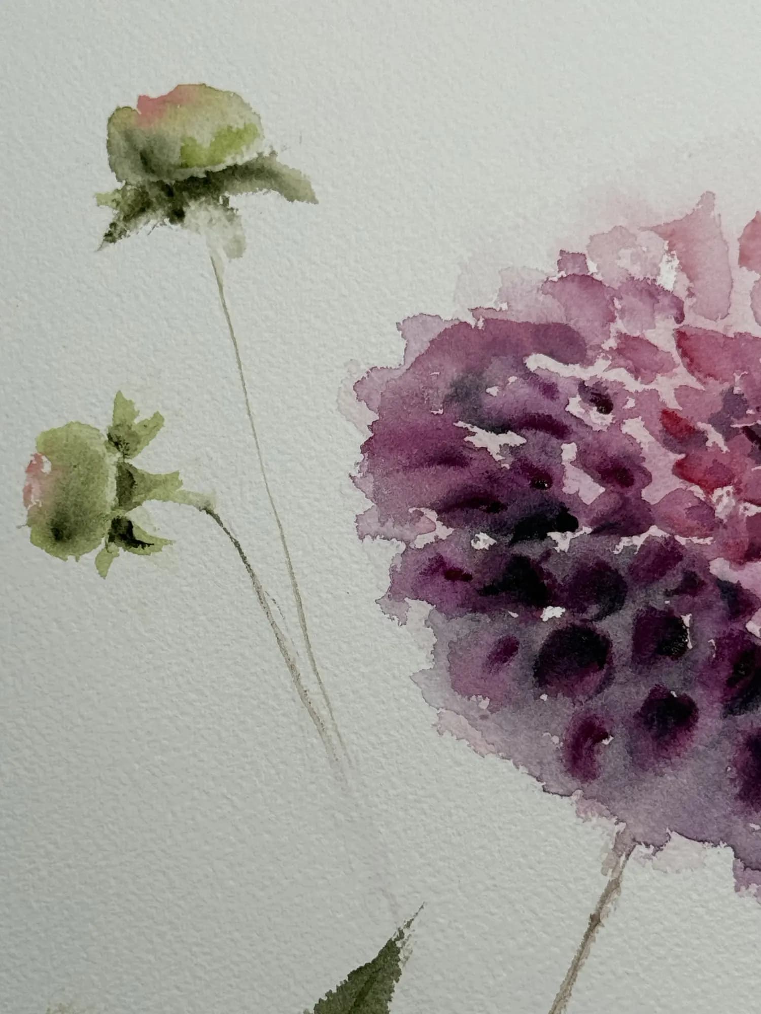 Detail 2 of Dahlia