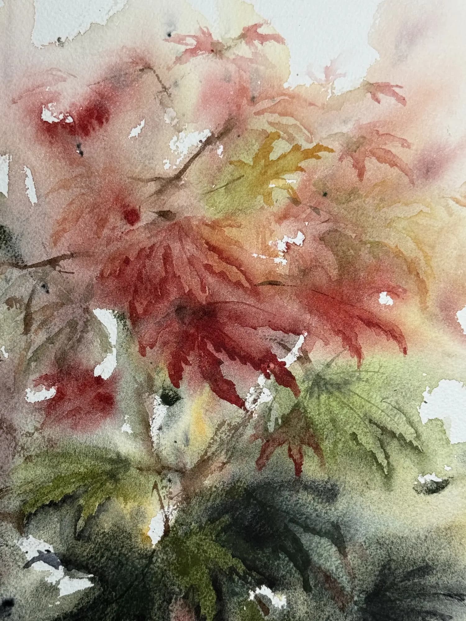 Detail 1 of Japanese Maple 1