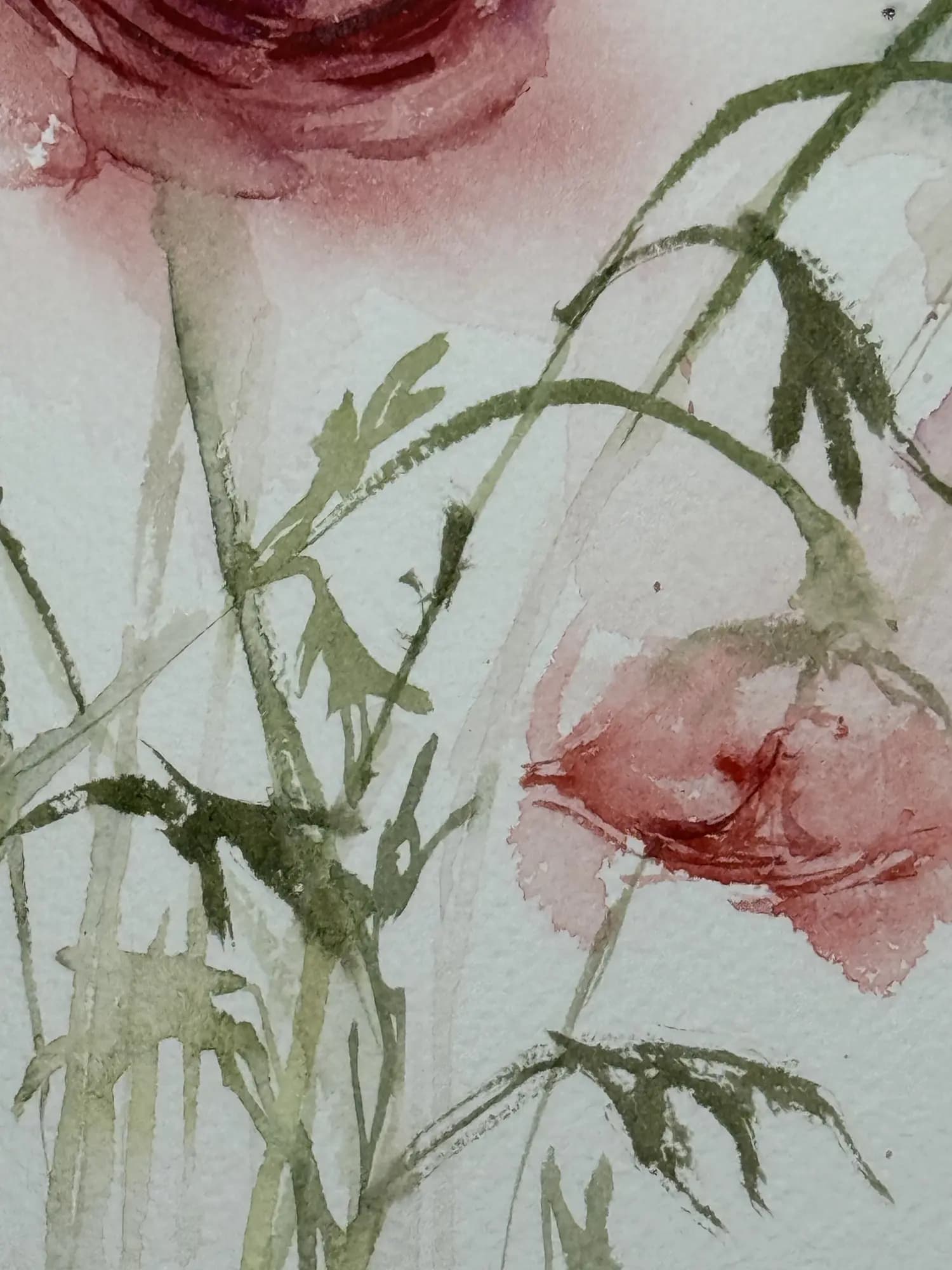Detail 3 of Persian Buttercup