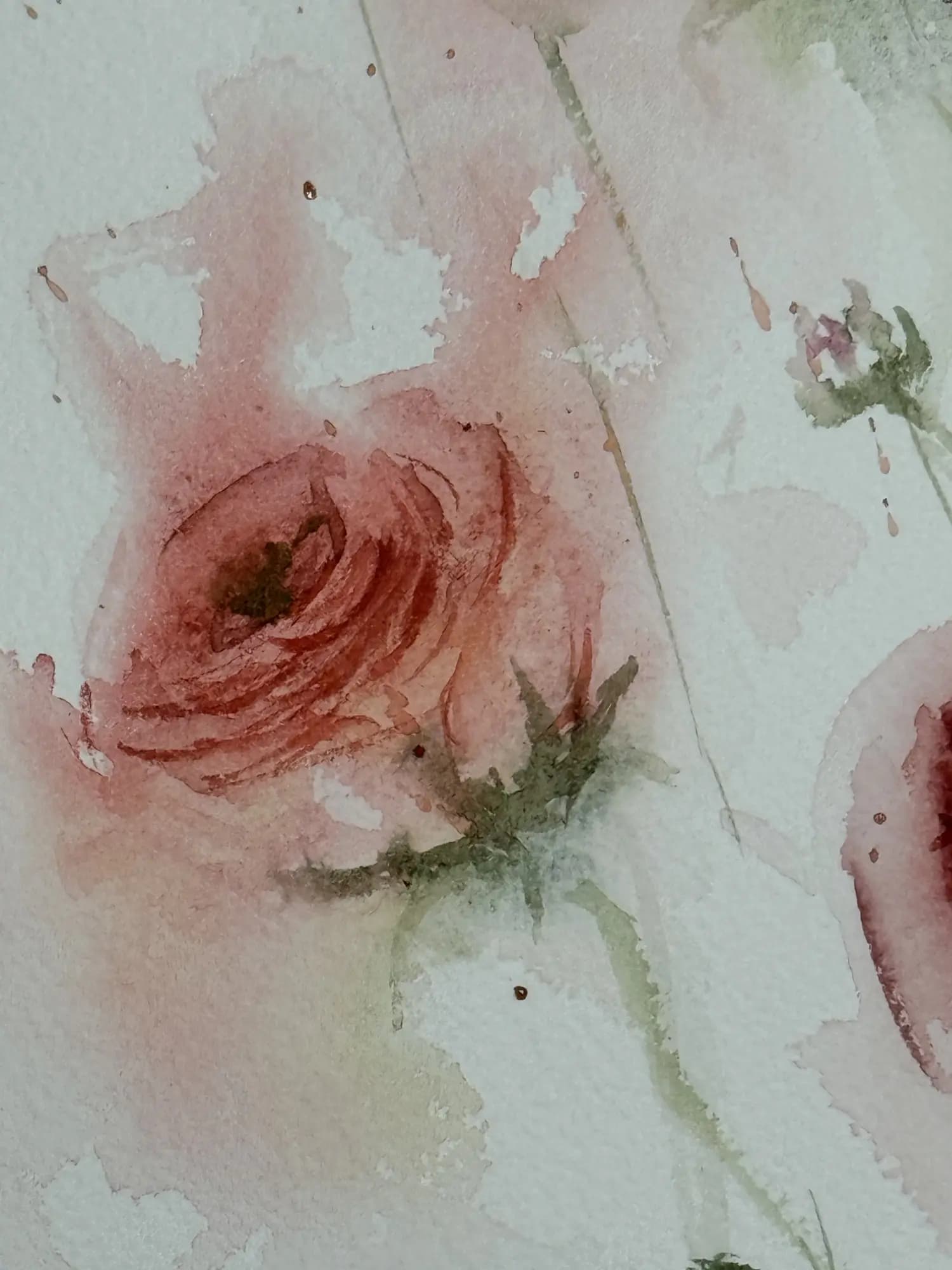 Detail 4 of Persian Buttercup