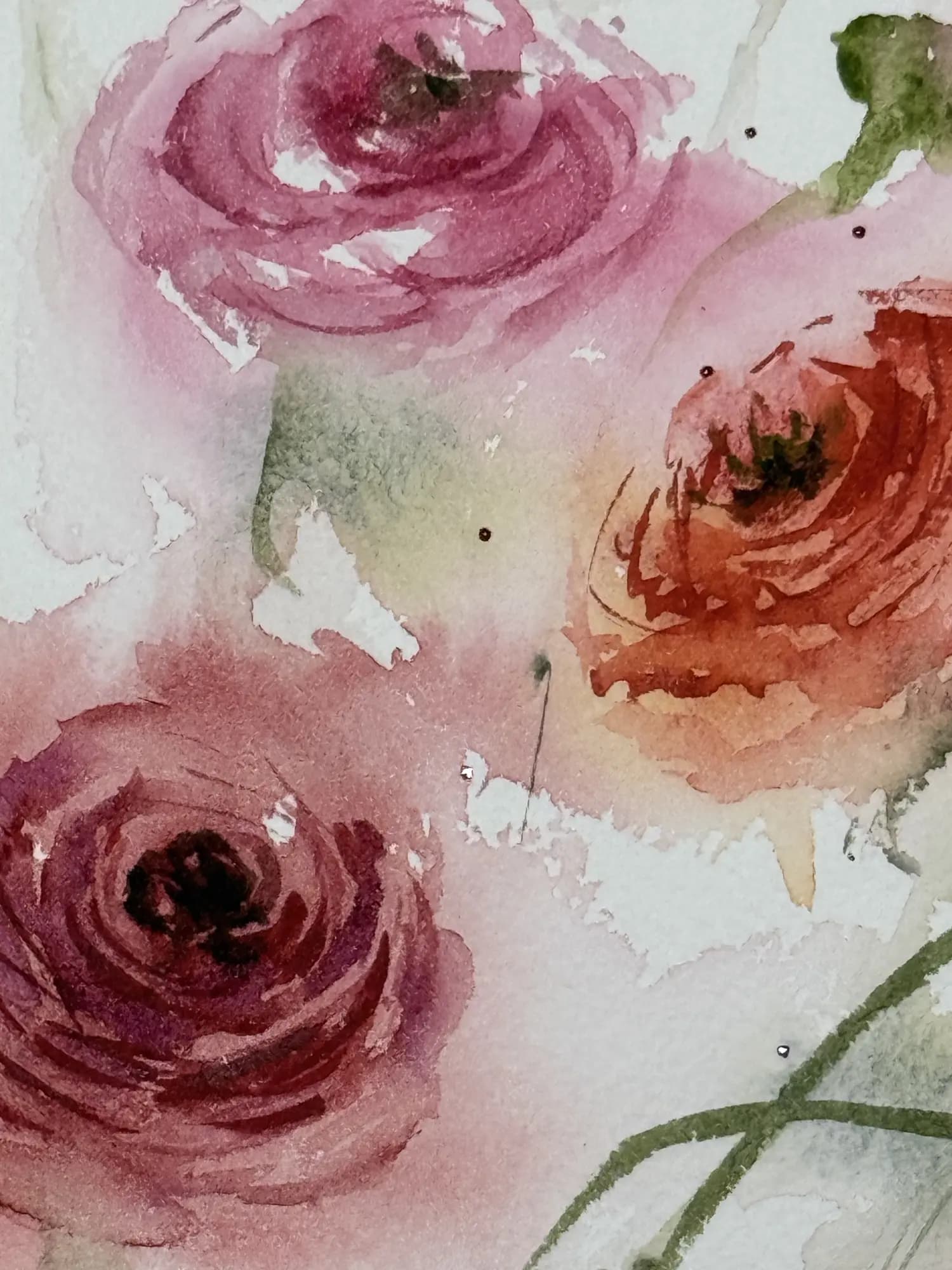 Detail 5 of Persian Buttercup