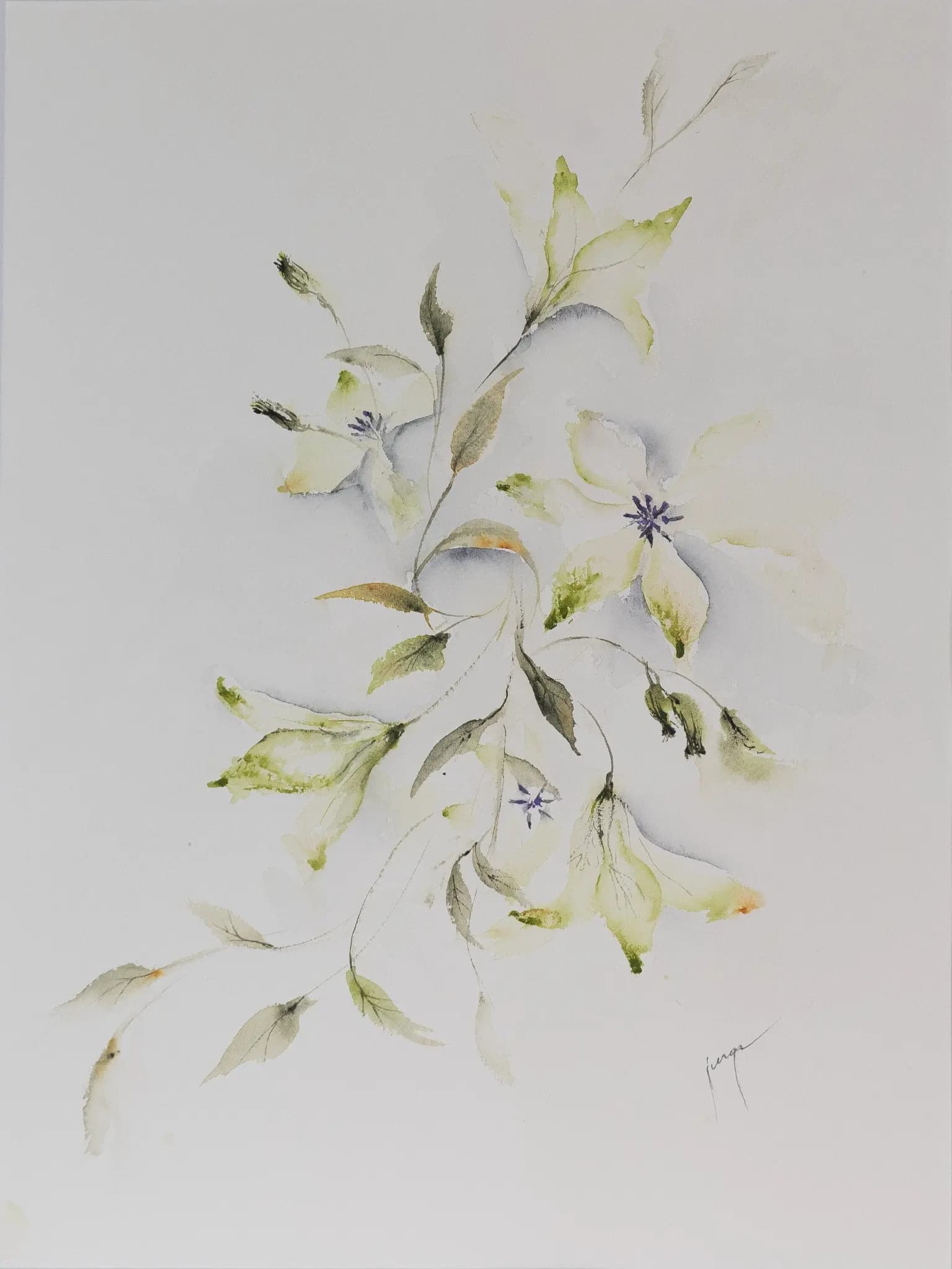 Clematis, an original watercolour painting by Jurga Vilimaite