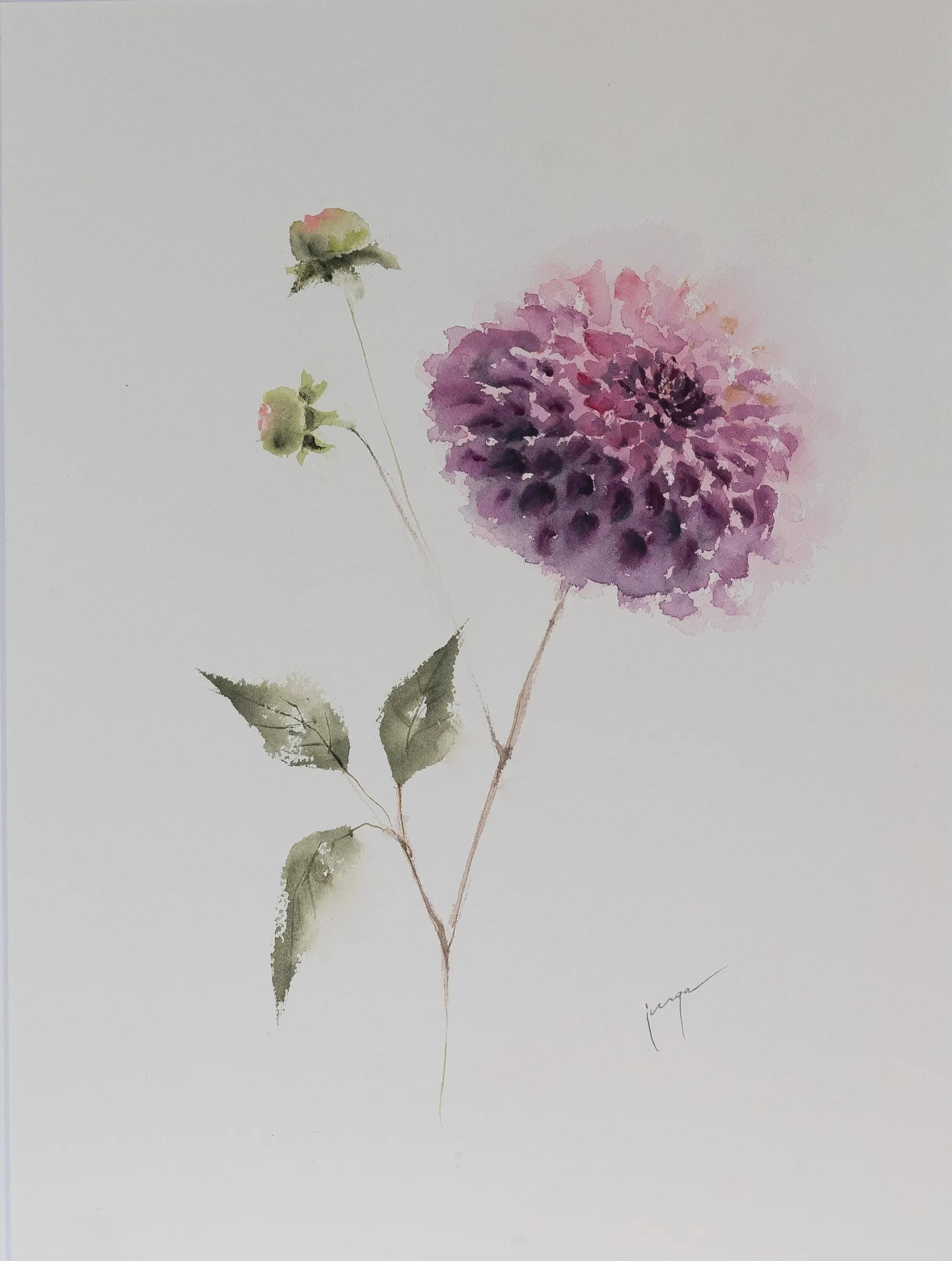 Dahlia, an original watercolour painting by Jurga Vilimaite