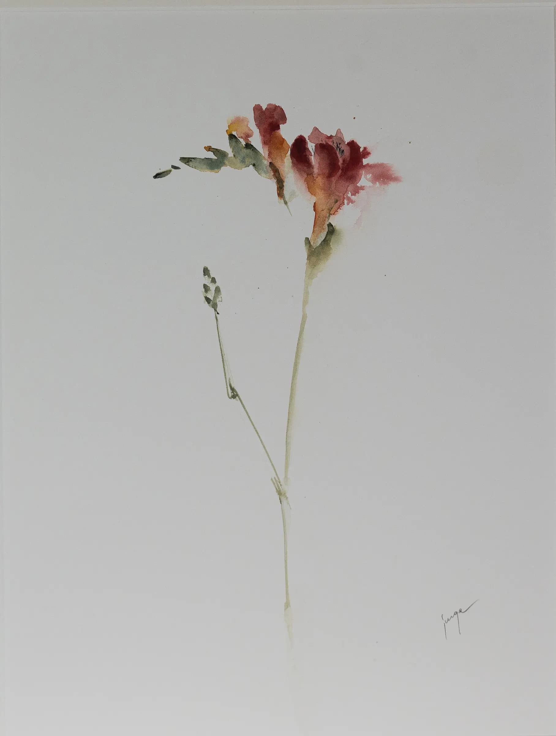 Fresia 2, an original watercolour painting by Jurga Vilimaite