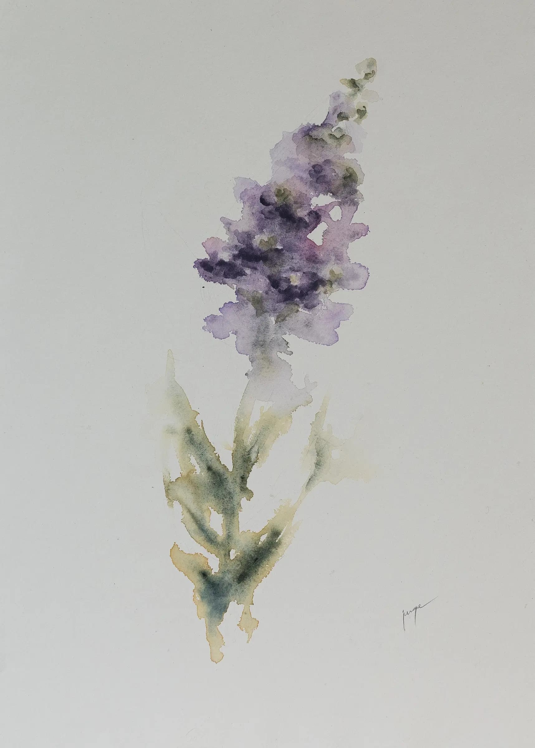 Hoary Stock, an original watercolour painting by Jurga Vilimaite