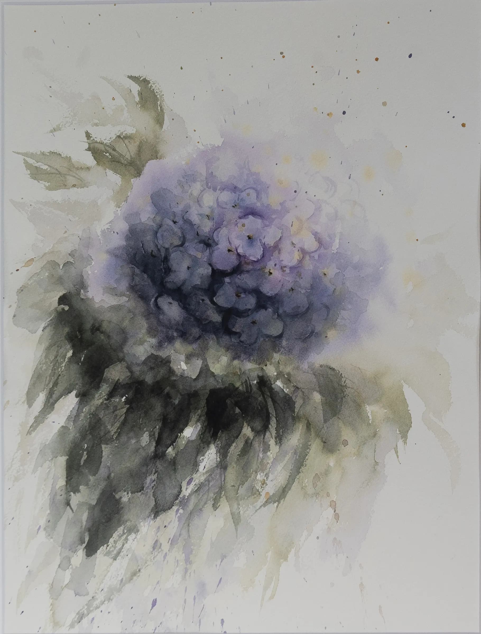 Hydrangea, an original watercolour painting by Jurga Vilimaite