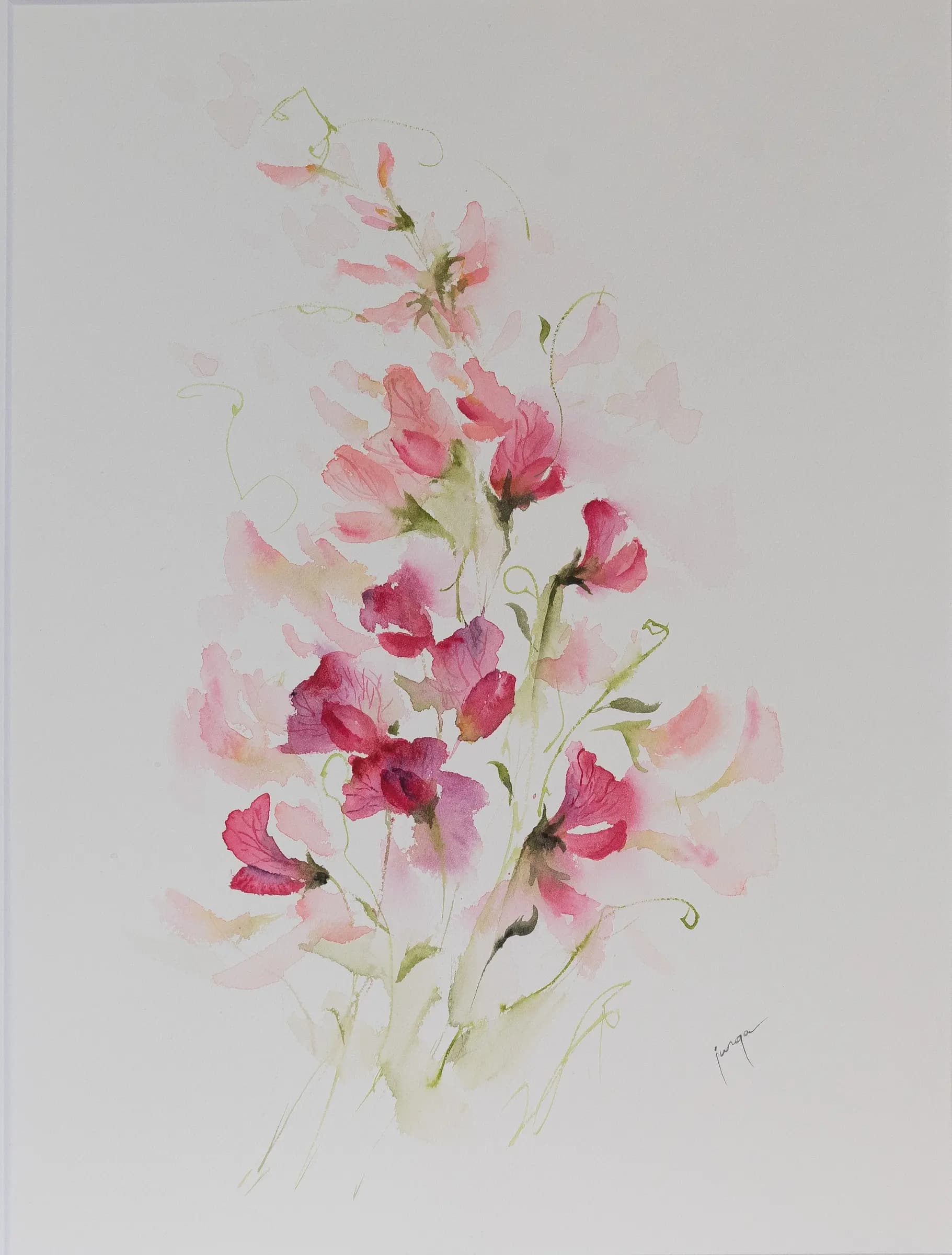 Sweet Pea, an original watercolour painting by Jurga Vilimaite