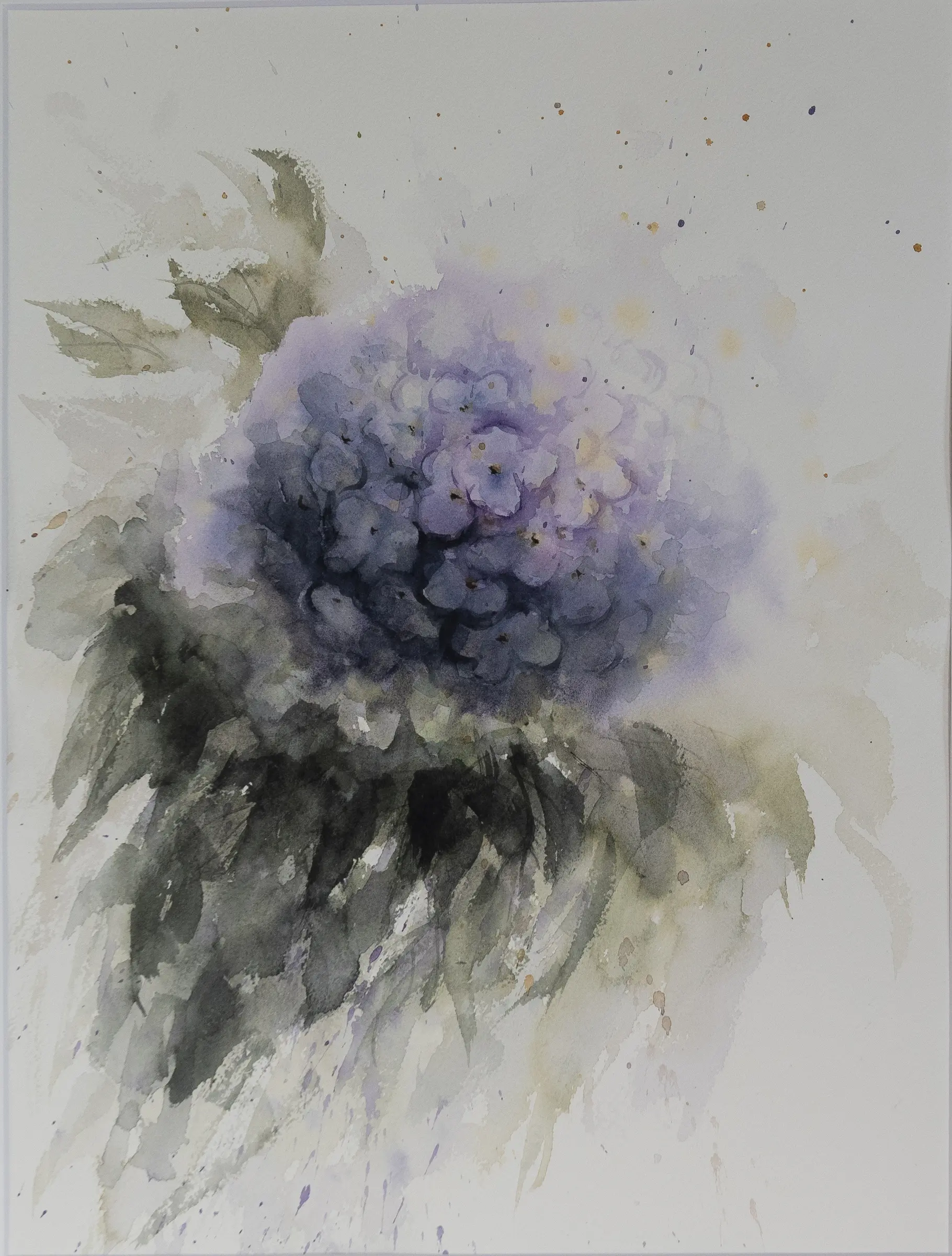 Hydrangea, an original watercolour painting by Jurga Vilimaite