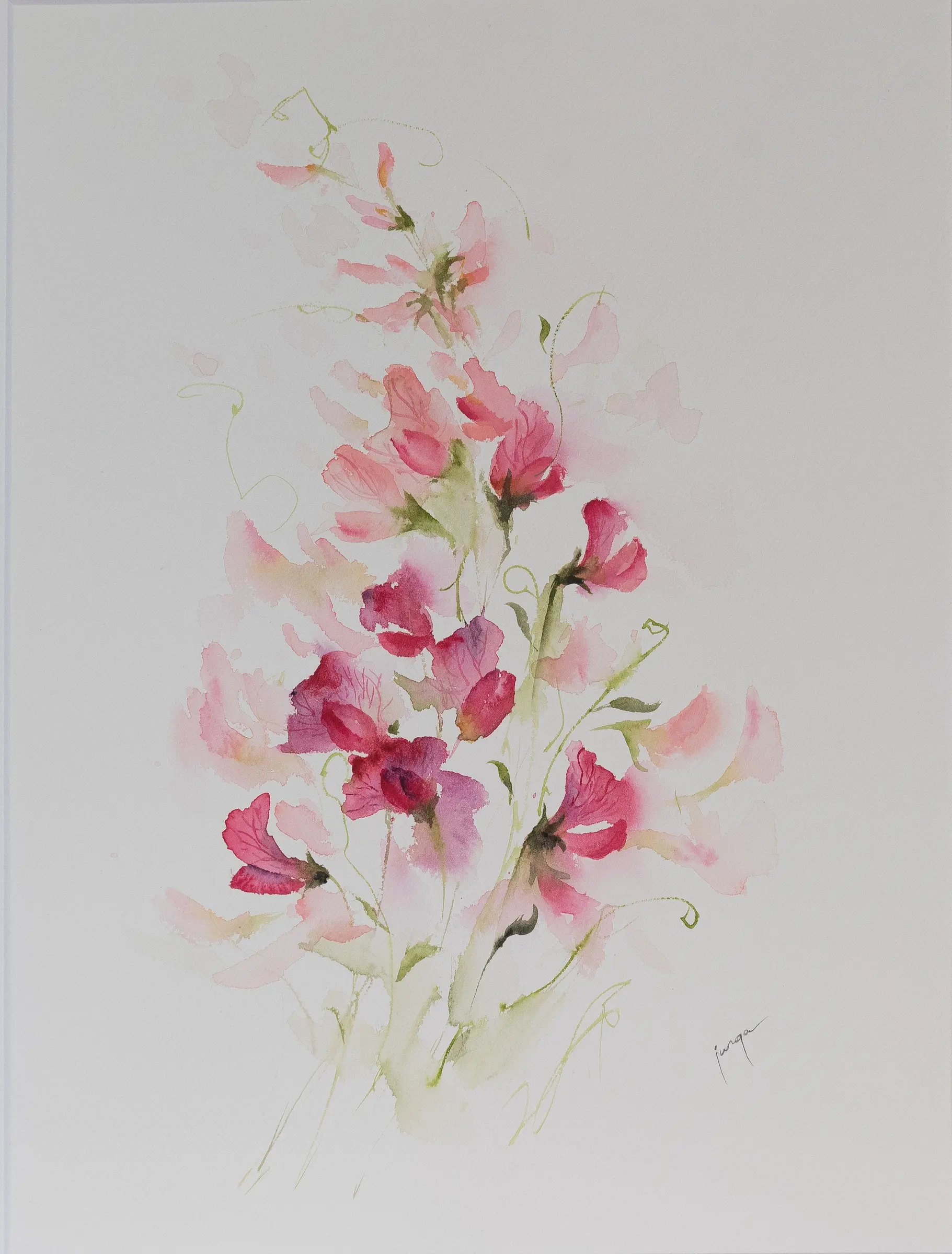 Sweet Pea, an original watercolour painting by Jurga Vilimaite