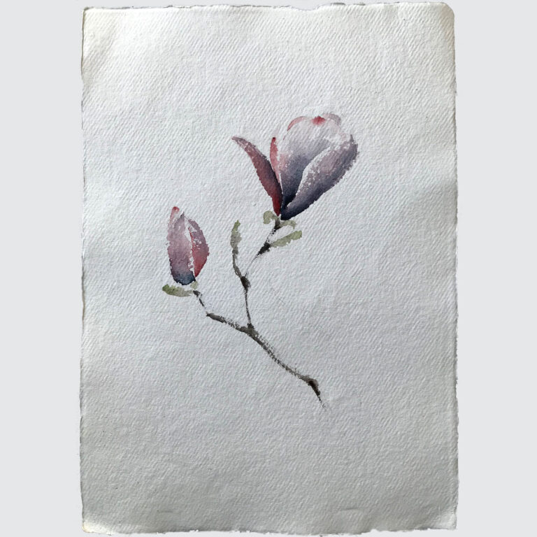 Tulip tree 1