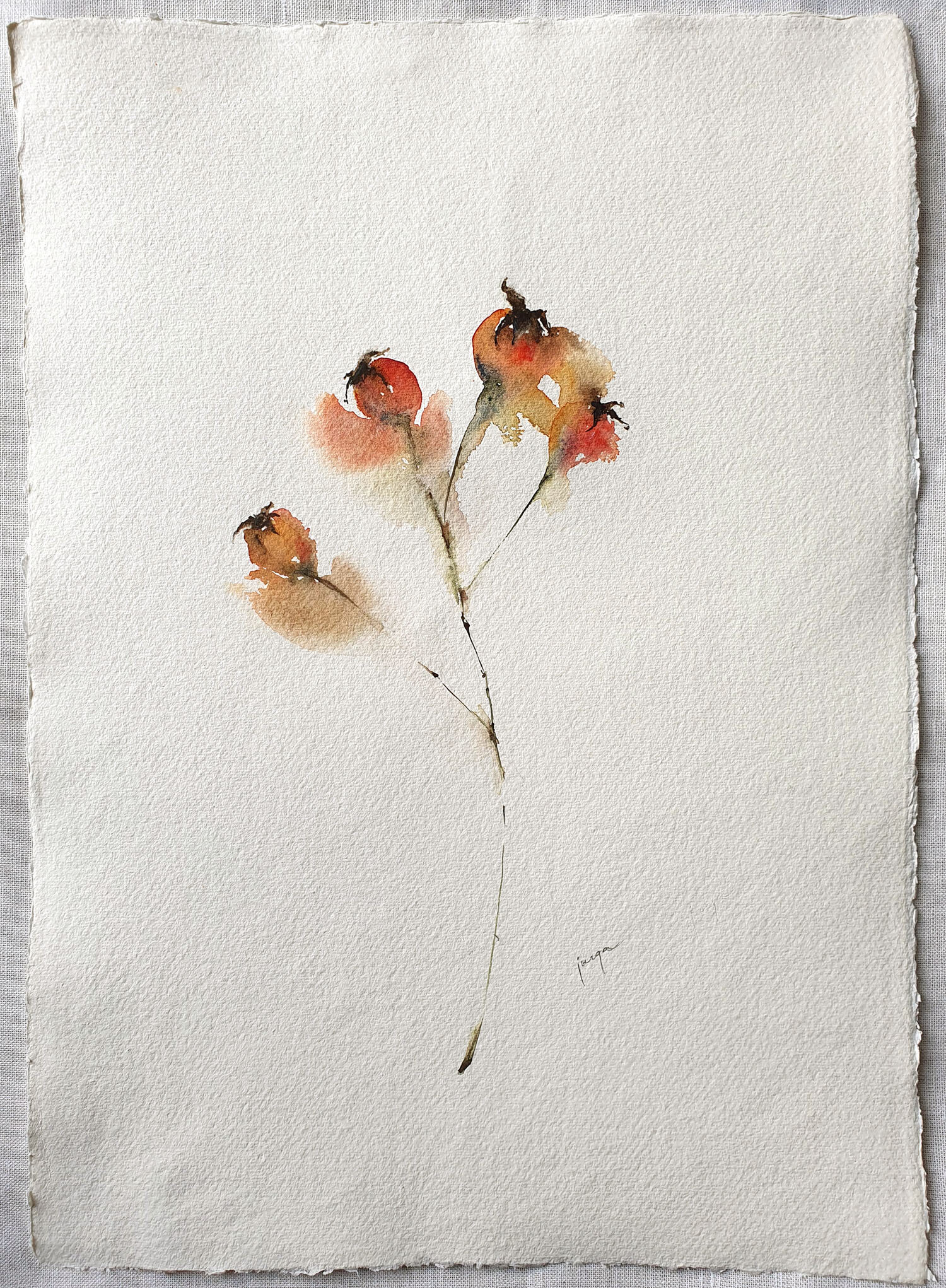 Winter Rosehip