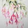 Fuscia