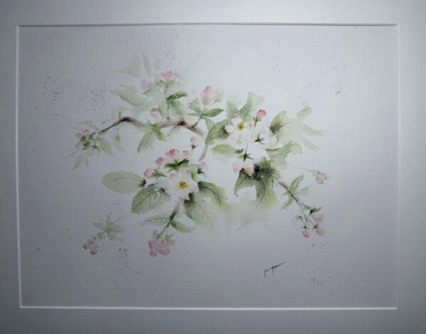 Apple blossoms - Image 4