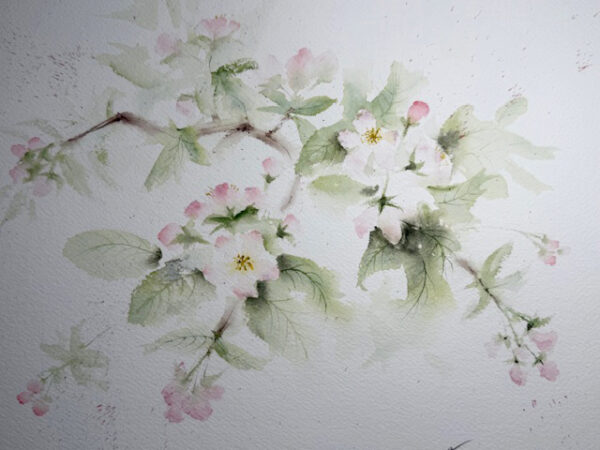 Apple blossoms - Image 3